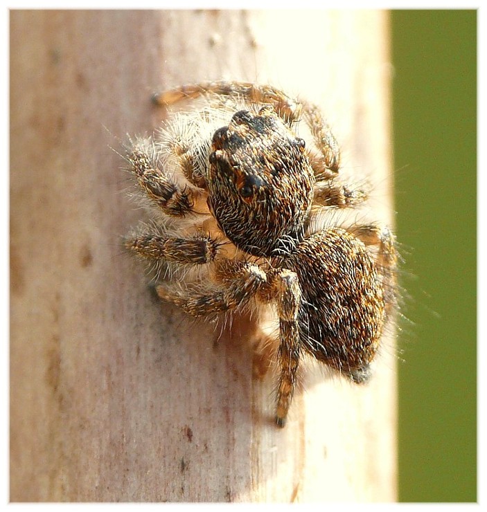 Ragni vari(Gnaphosidae, Lycosidae, Theridiidae, Thomisidae.)